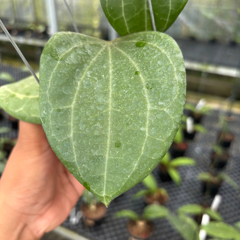FS25-3 Hoya Latifolia Sarawak