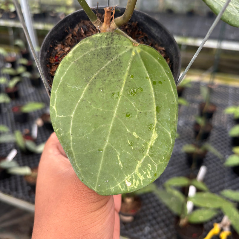 FS25-3 Hoya Latifolia Sarawak
