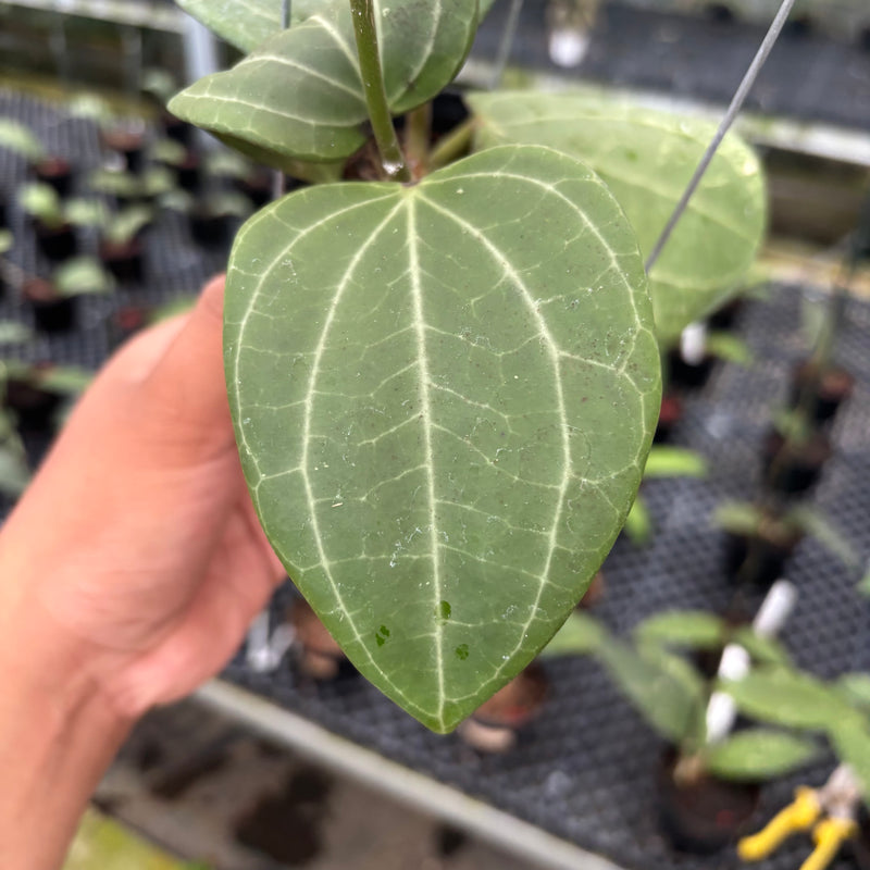 FS25-3 Hoya Latifolia Sarawak