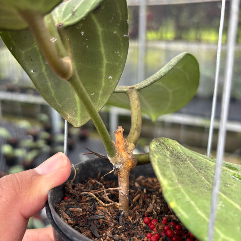 FS25-3 Hoya Latifolia Sarawak