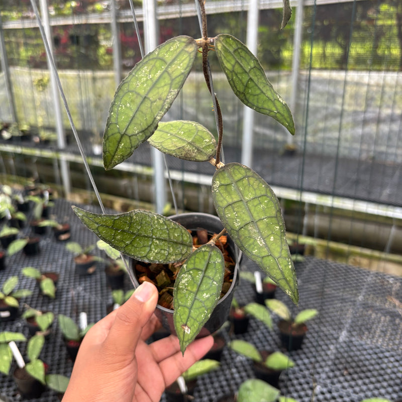 FS26-3 Hoya Clemensiorum SP Borneo