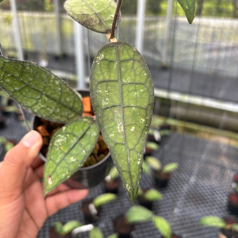 FS26-3 Hoya Clemensiorum SP Borneo