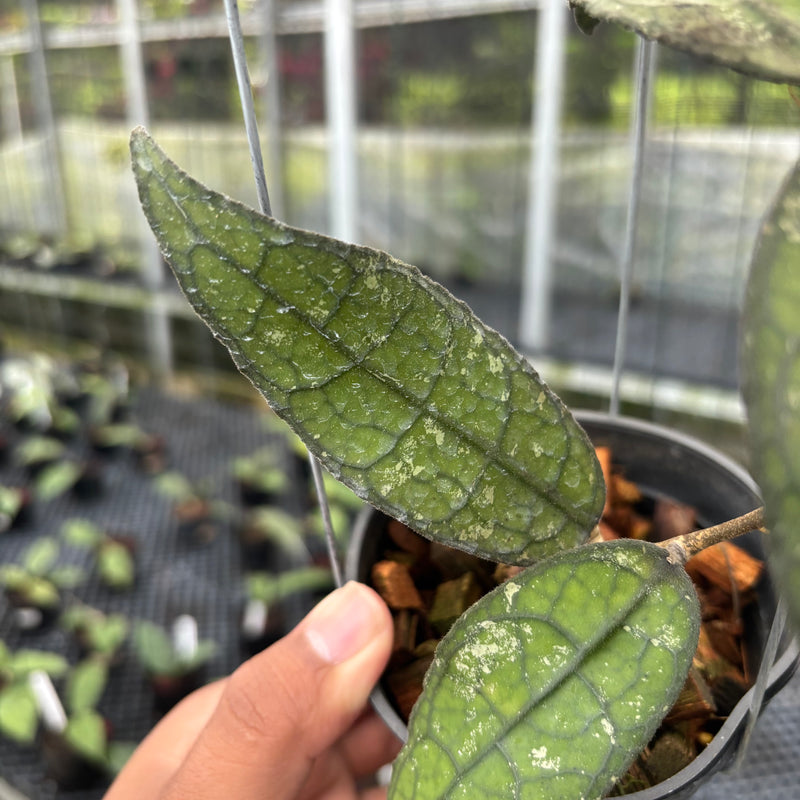 FS26-3 Hoya Clemensiorum SP Borneo