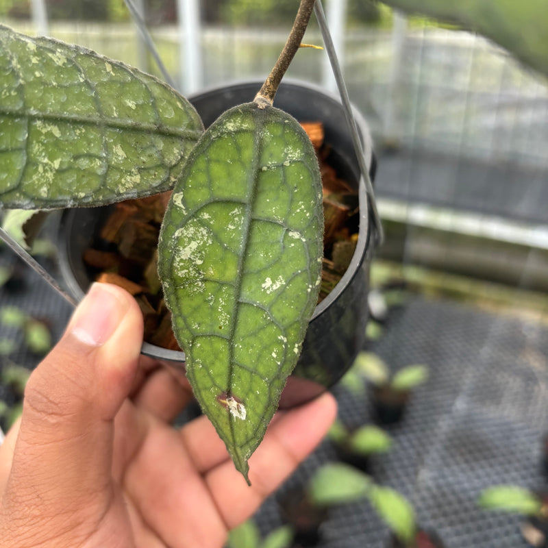 FS26-3 Hoya Clemensiorum SP Borneo