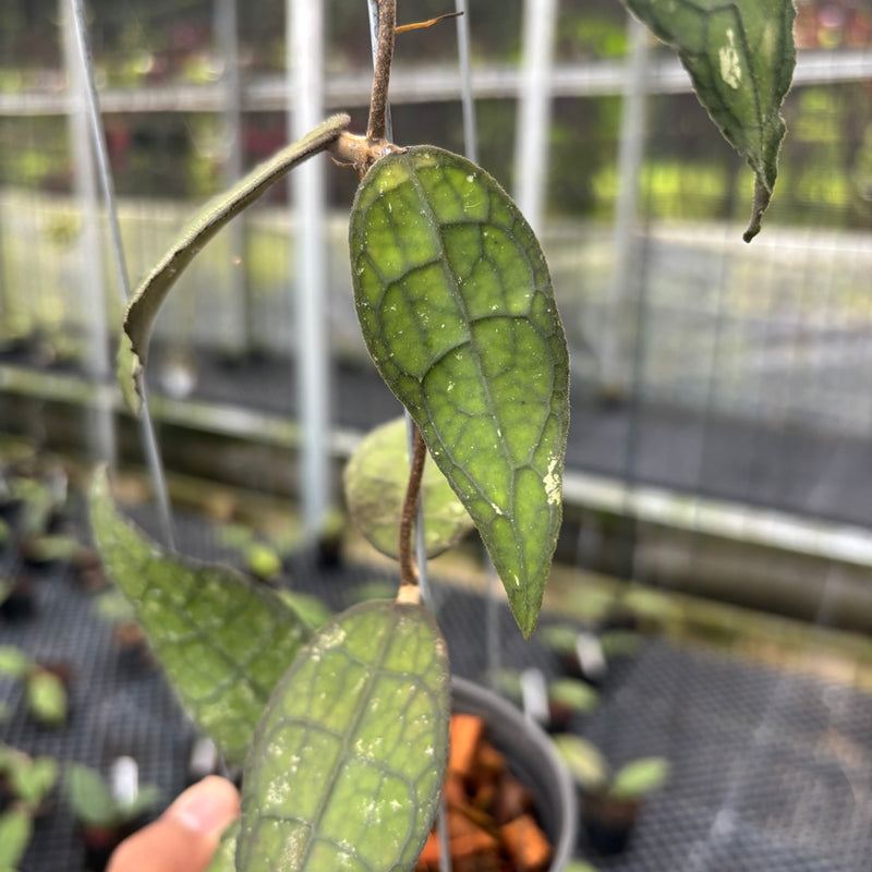FS26-3 Hoya Clemensiorum SP Borneo