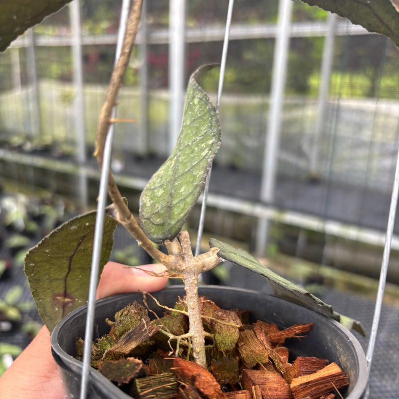 FS26-3 Hoya Clemensiorum SP Borneo