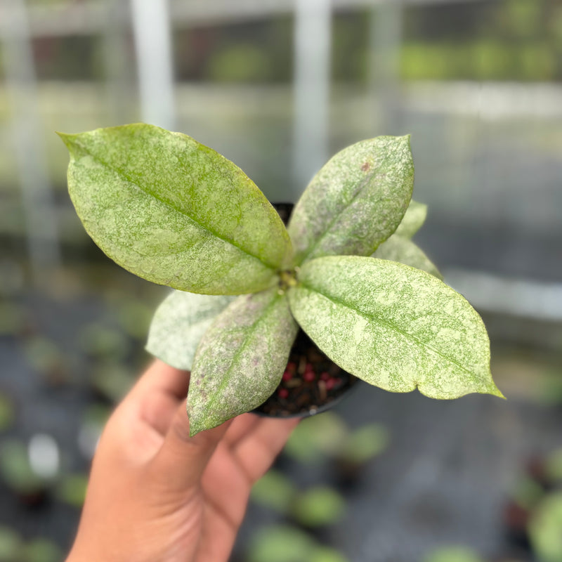 FS27-3 Hoya Mitrata Silver