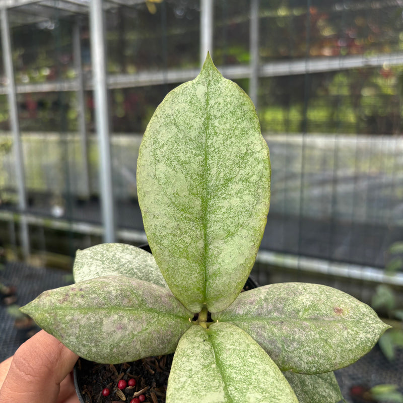 FS27-3 Hoya Mitrata Silver