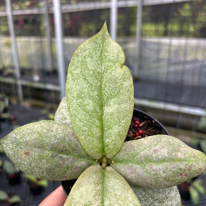 FS27-3 Hoya Mitrata Silver