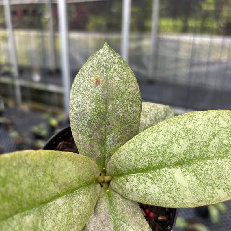 FS27-3 Hoya Mitrata Silver