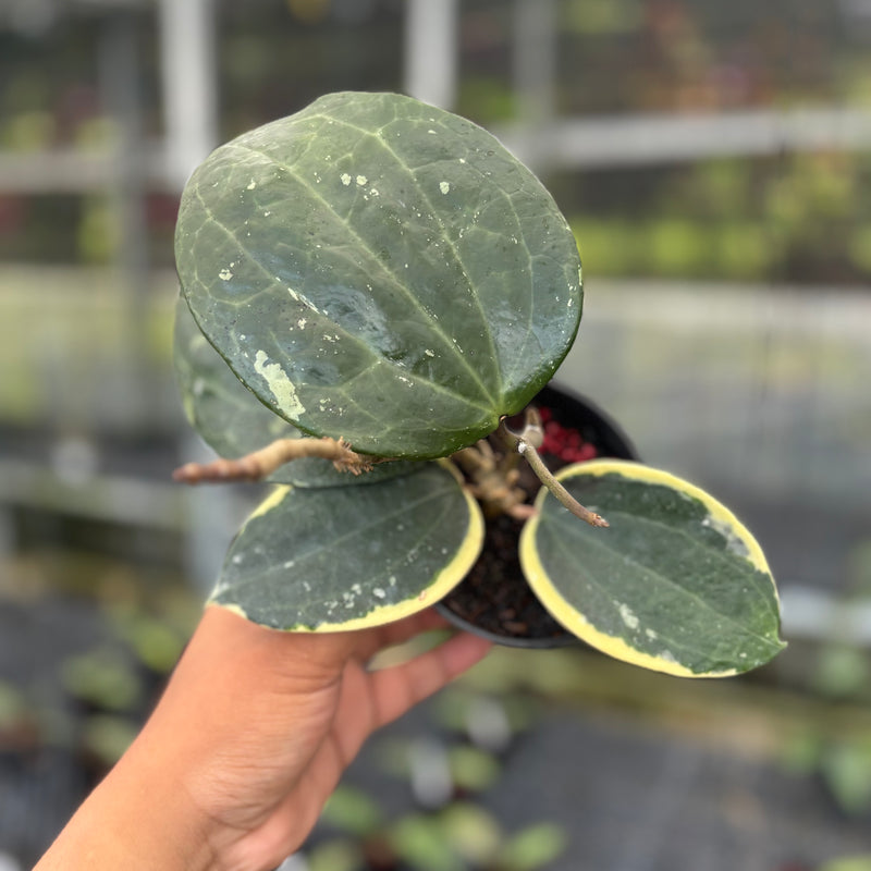 FS28-3 Hoya Latifolia Albomarginata Round Leaf