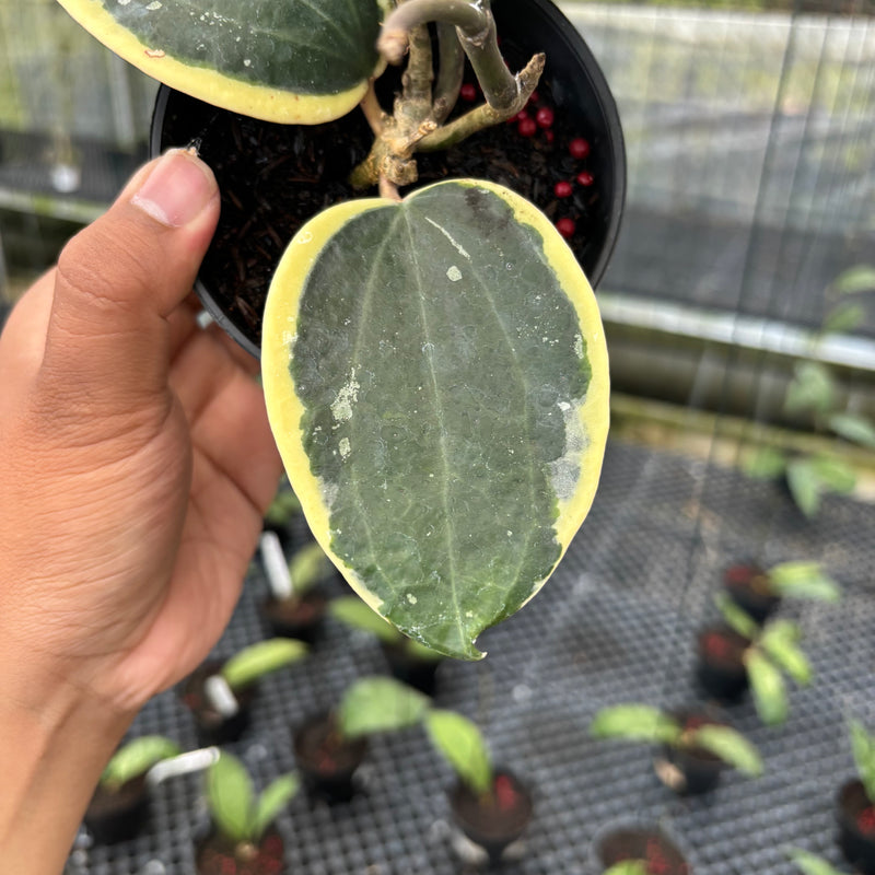 FS28-3 Hoya Latifolia Albomarginata Round Leaf