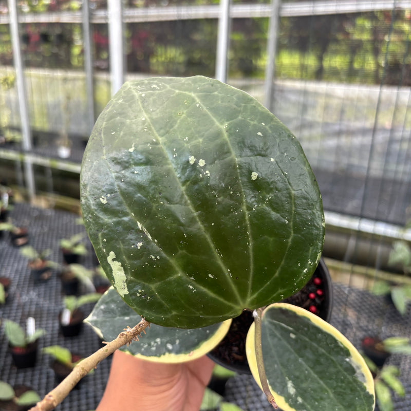 FS28-3 Hoya Latifolia Albomarginata Round Leaf