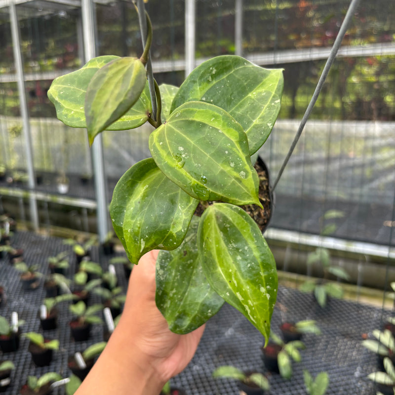 FS30-3 Hoya Latifolia Baibua