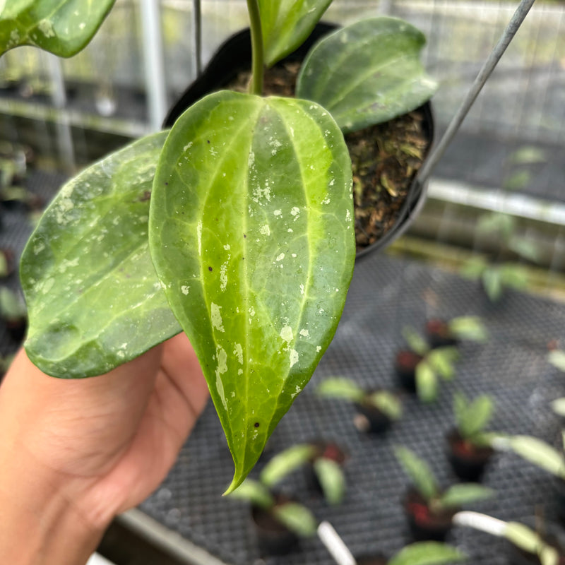 FS30-3 Hoya Latifolia Baibua