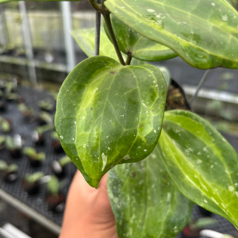 FS30-3 Hoya Latifolia Baibua