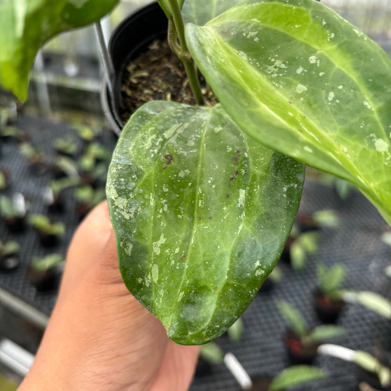 FS30-3 Hoya Latifolia Baibua