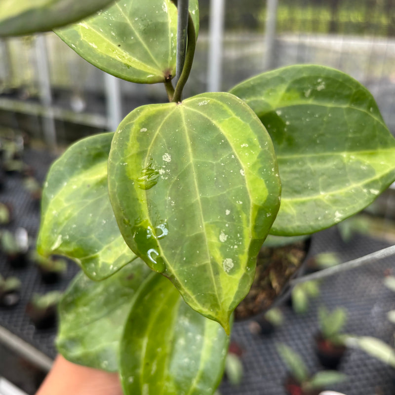 FS30-3 Hoya Latifolia Baibua