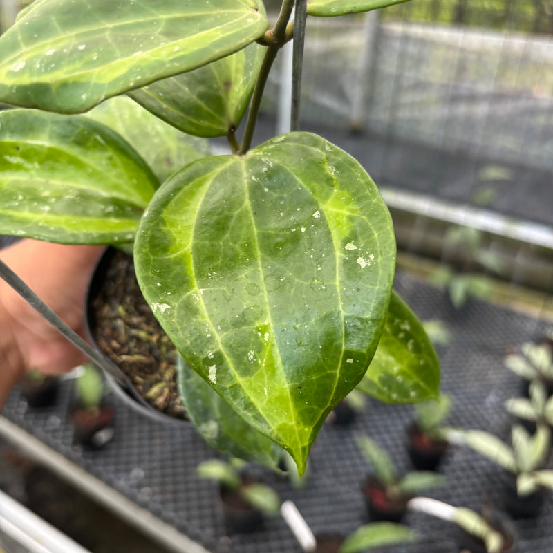 FS30-3 Hoya Latifolia Baibua