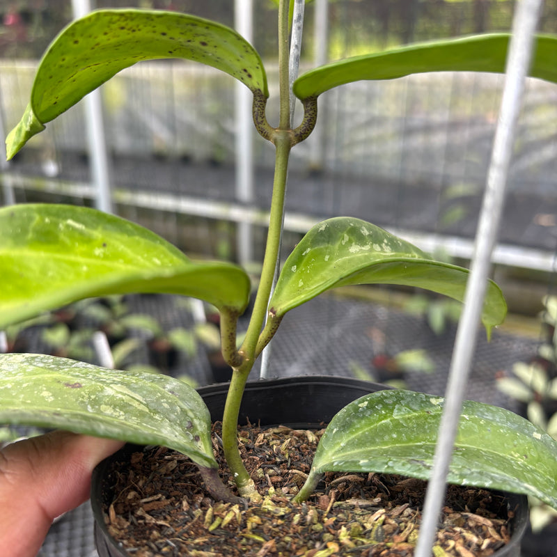 FS30-3 Hoya Latifolia Baibua