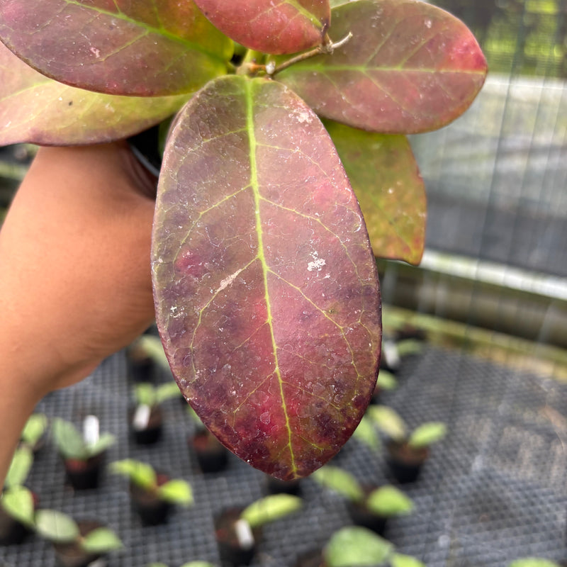 FS31-3 Hoya Buntokensis Red