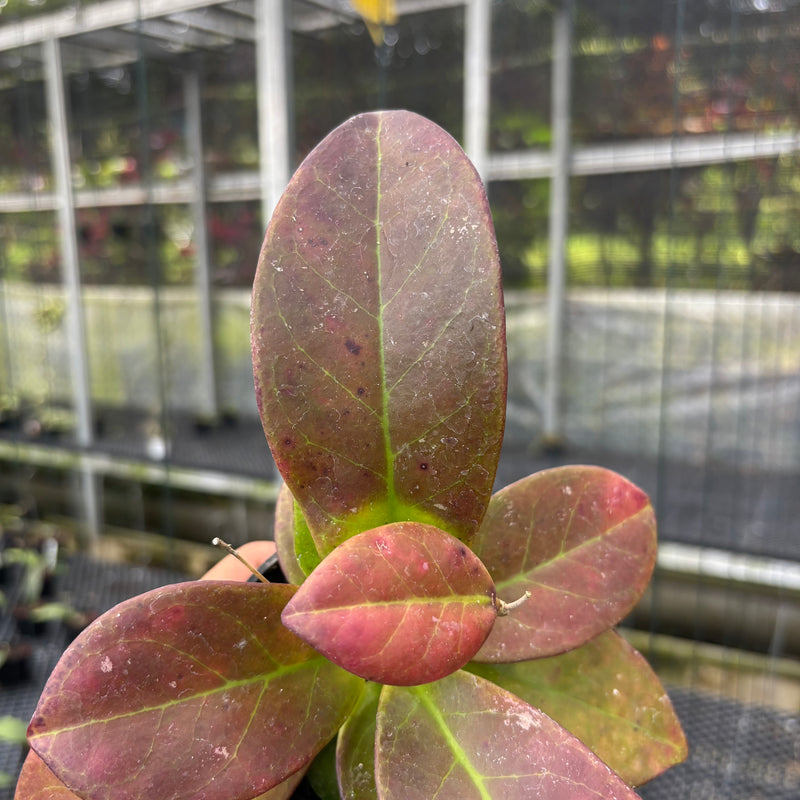 FS31-3 Hoya Buntokensis Red