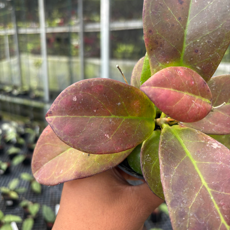 FS31-3 Hoya Buntokensis Red