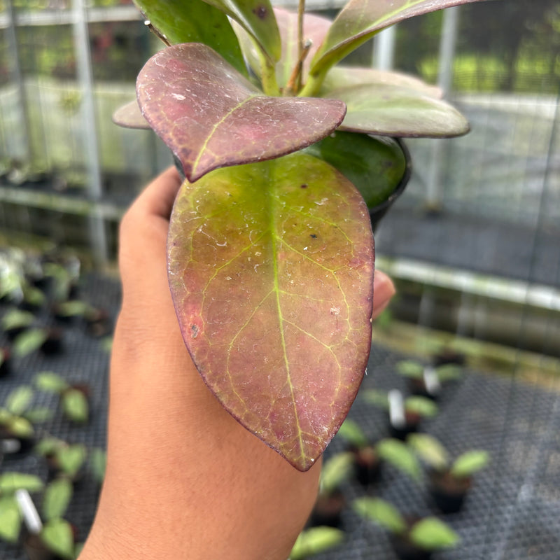 FS31-3 Hoya Buntokensis Red