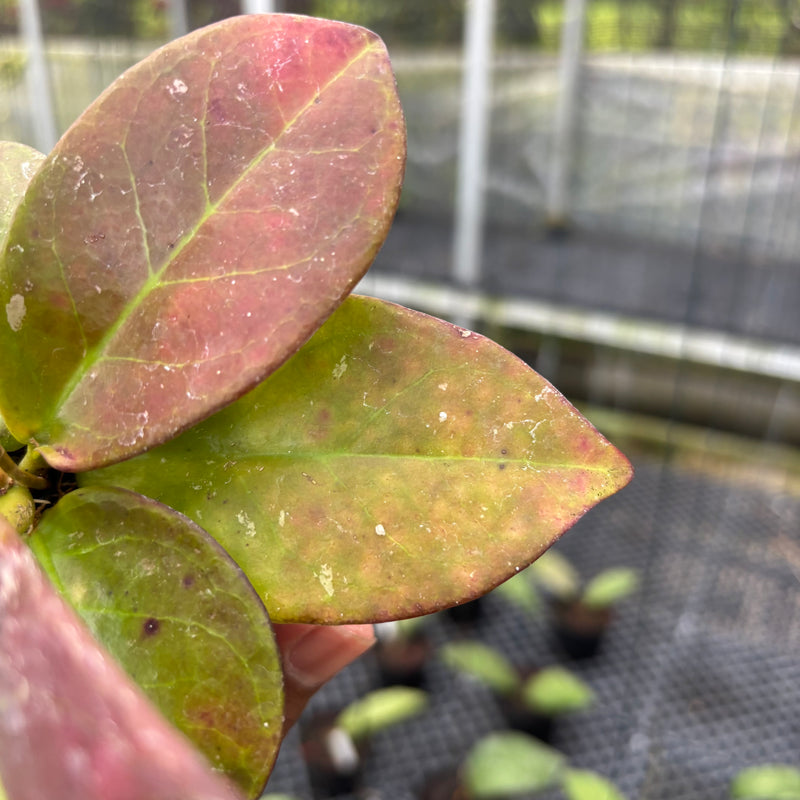 FS31-3 Hoya Buntokensis Red