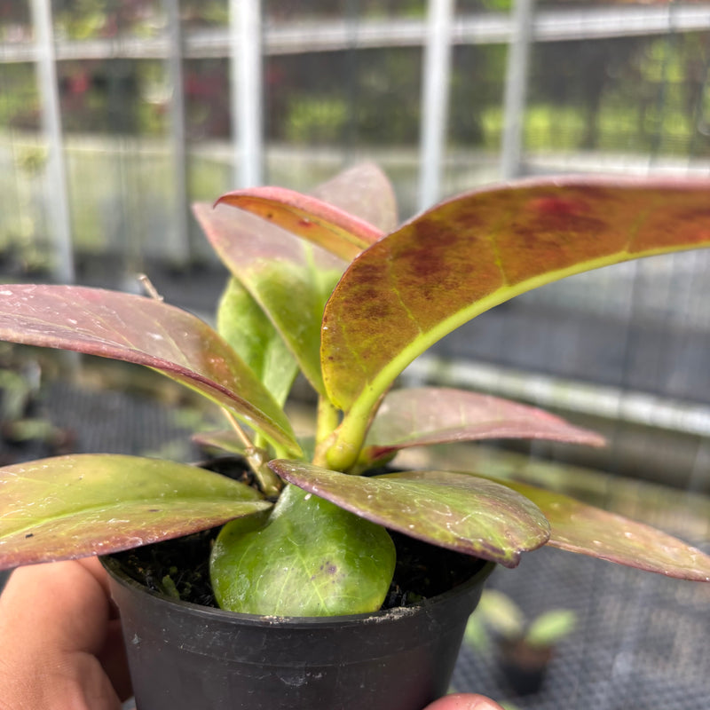 FS31-3 Hoya Buntokensis Red