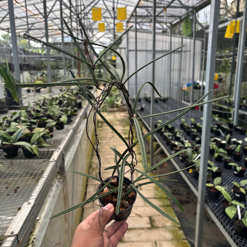 FS32-3 Hoya Insularis