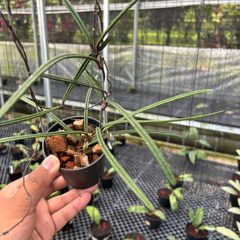 FS32-3 Hoya Insularis