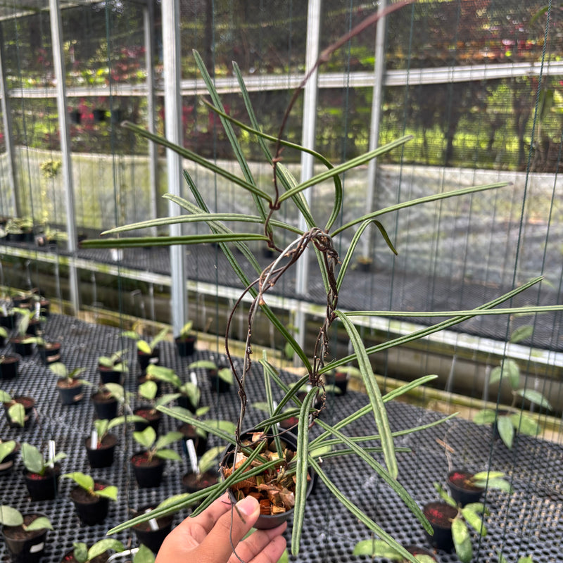 FS32-3 Hoya Insularis