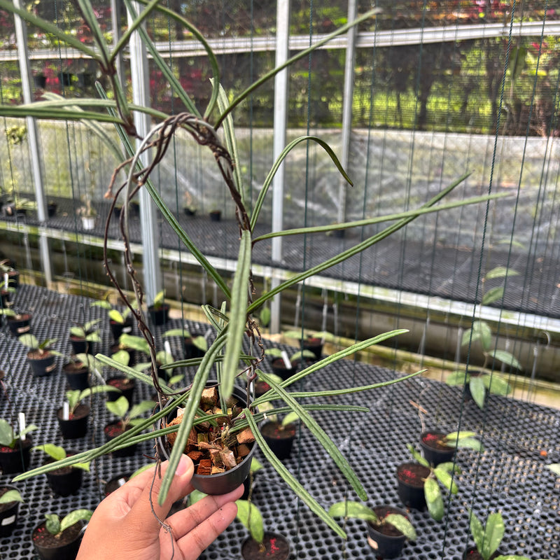 FS32-3 Hoya Insularis