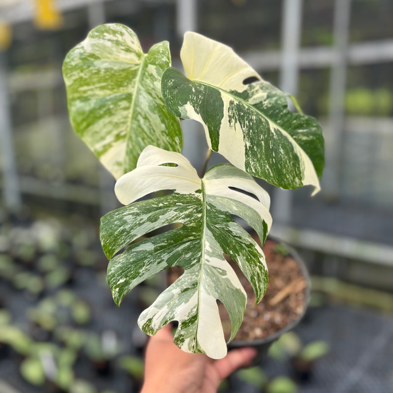 FS33-3 Monstera Albo White Tiger