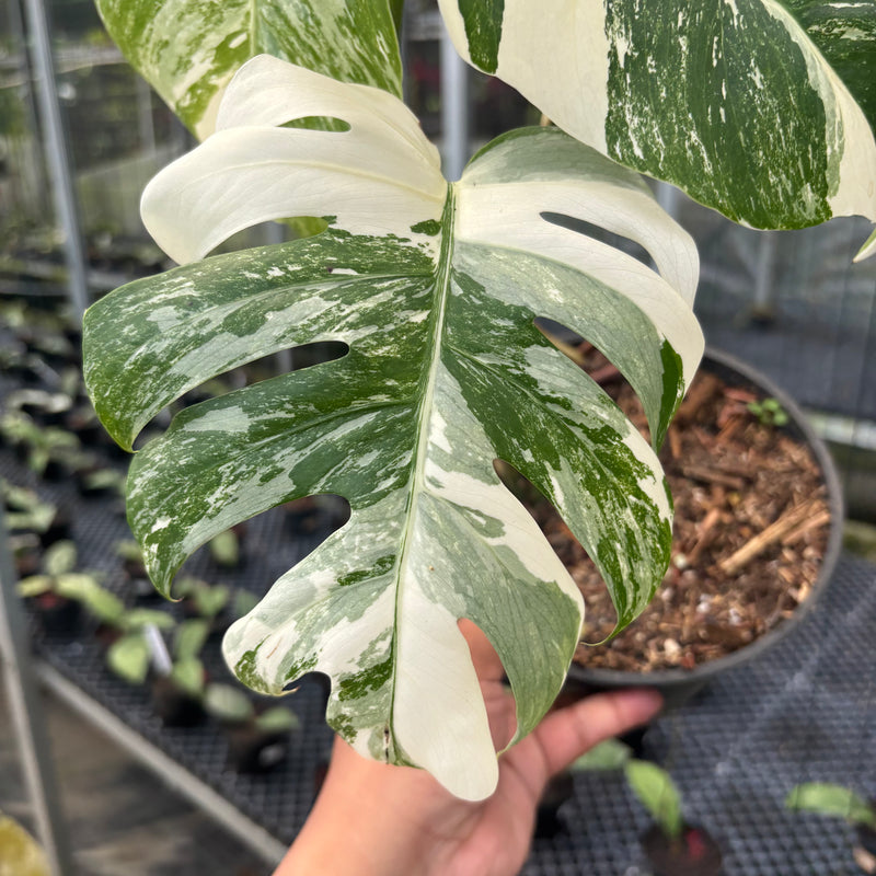 FS33-3 Monstera Albo White Tiger