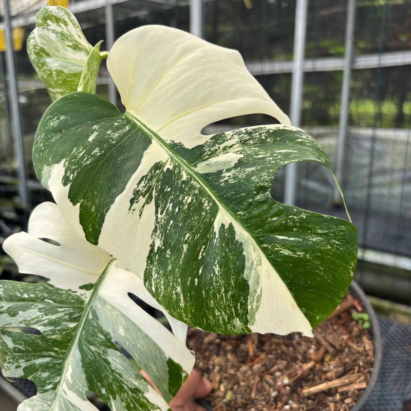 FS33-3 Monstera Albo White Tiger