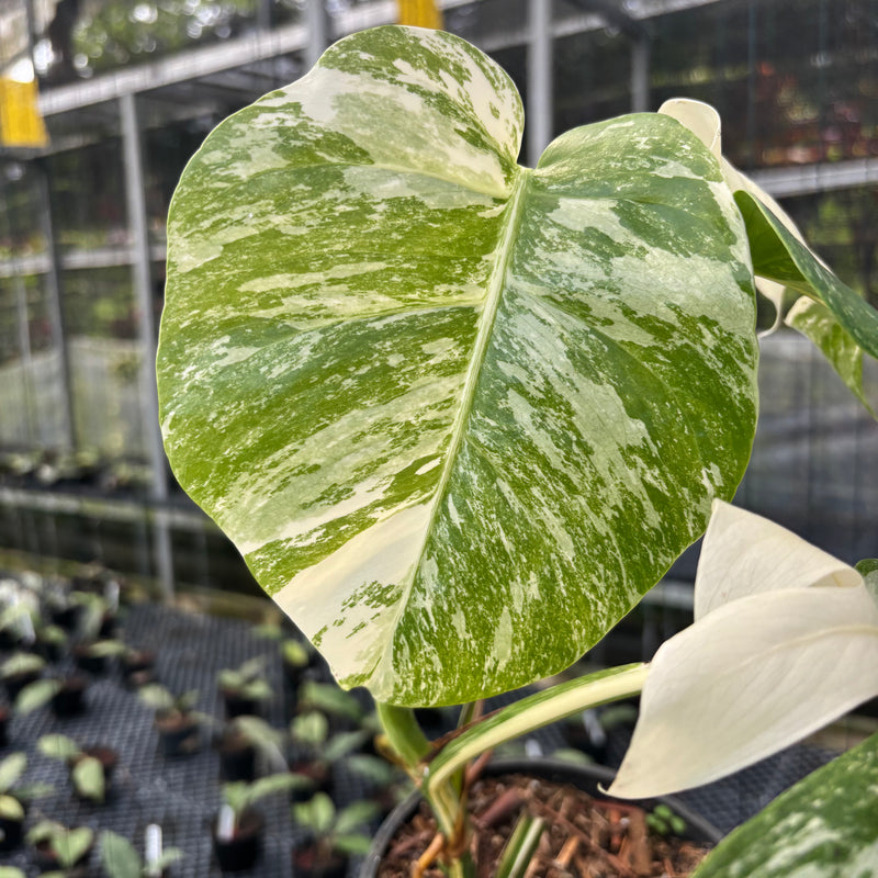 FS33-3 Monstera Albo White Tiger