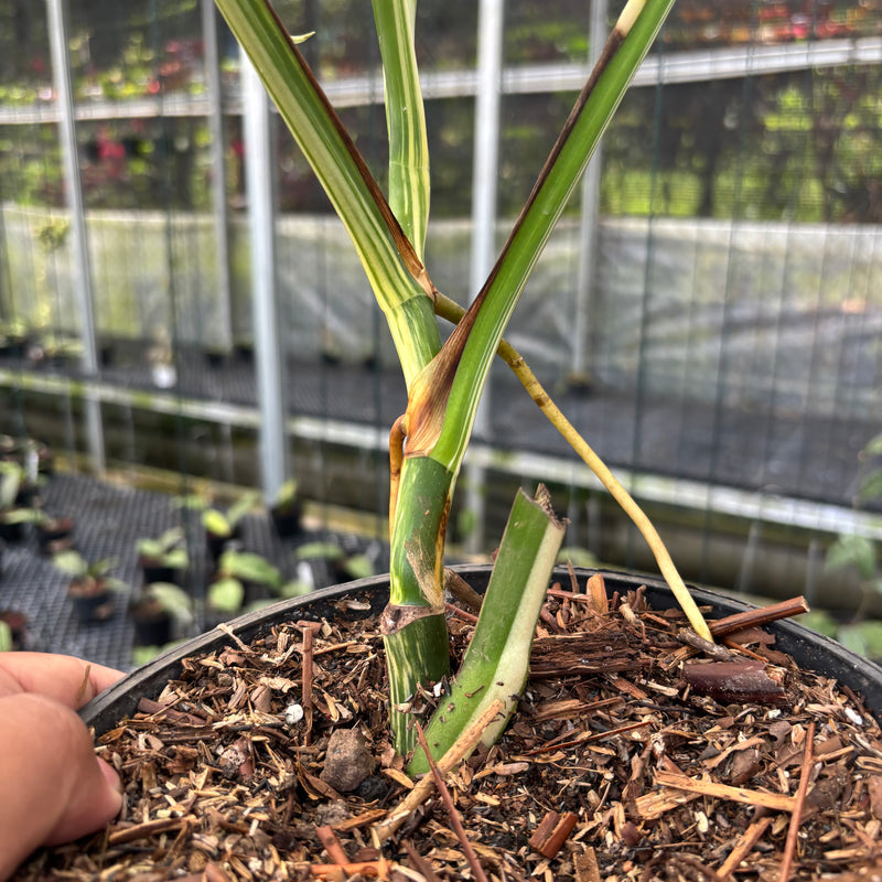 FS33-3 Monstera Albo White Tiger