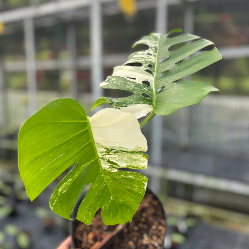 FS34-3 Monstera Albo Variegated