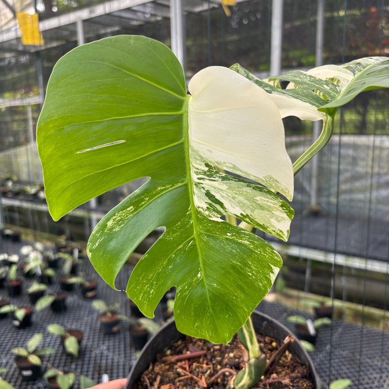 FS34-3 Monstera Albo Variegated