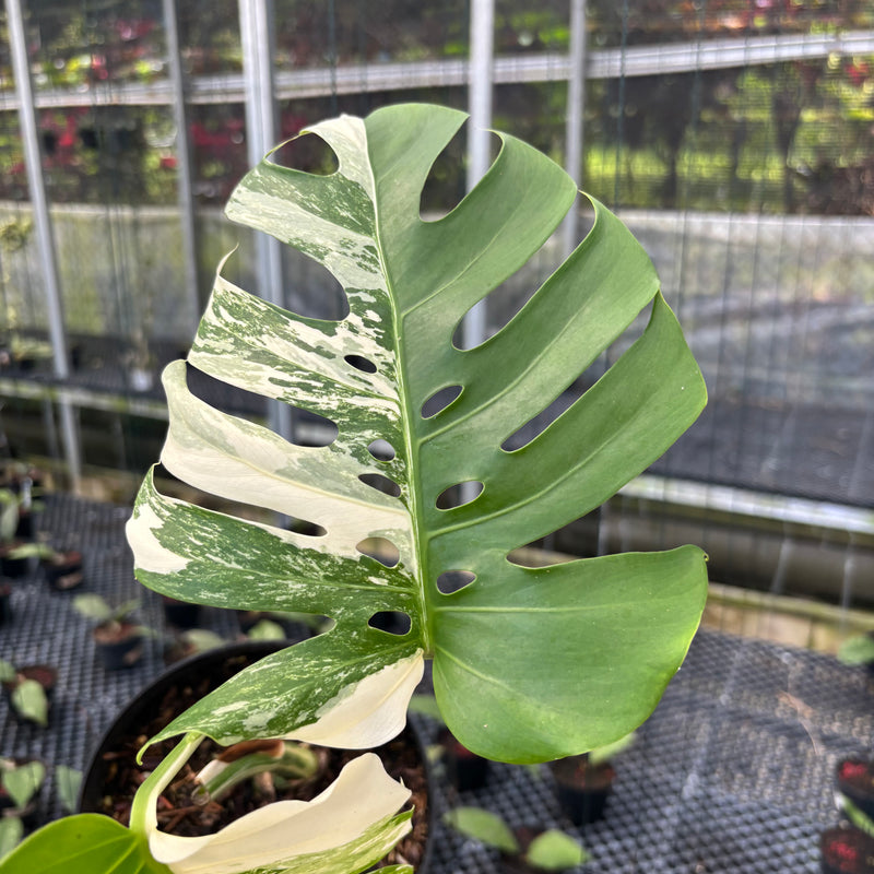 FS34-3 Monstera Albo Variegated