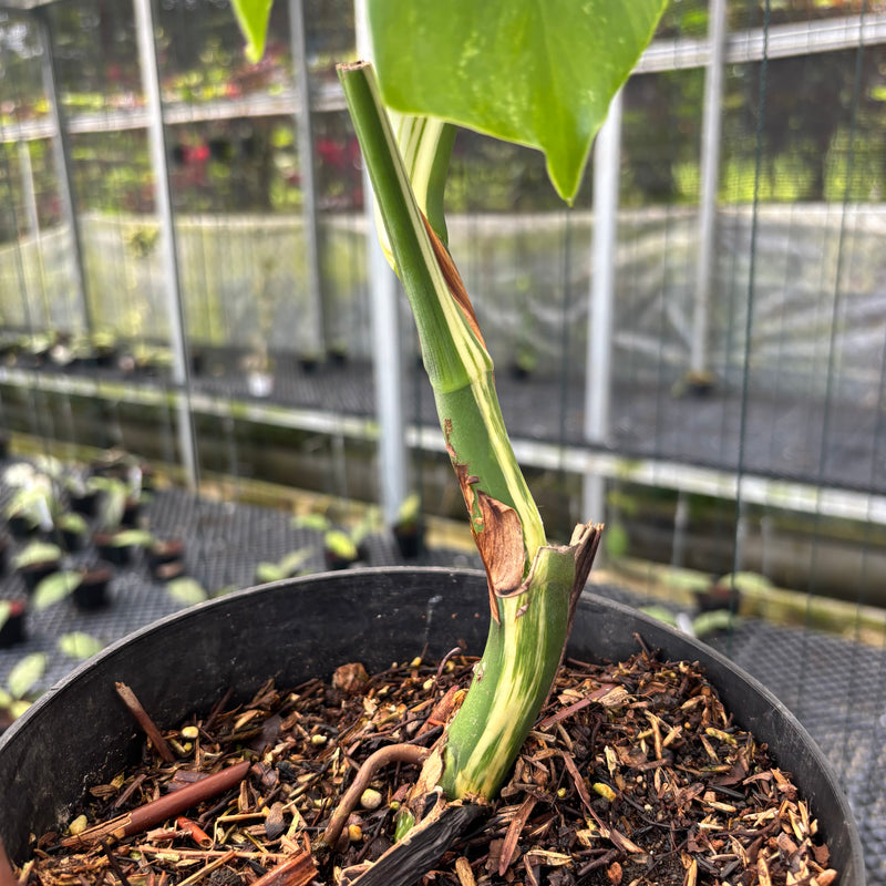 FS34-3 Monstera Albo Variegated