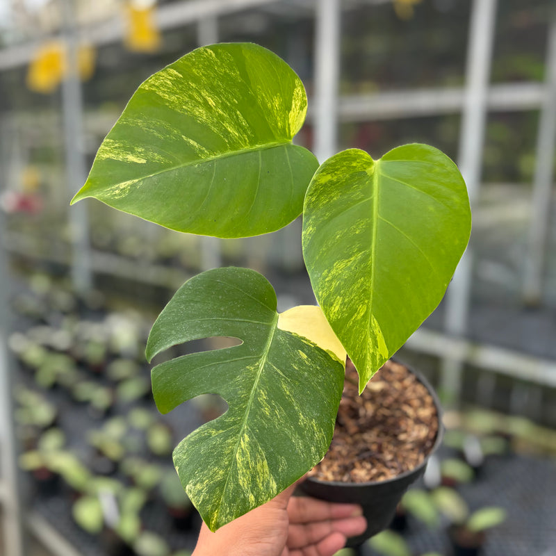 FS35-3 Monstera Marmorata Variegated