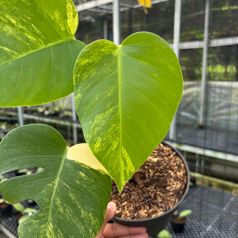 FS35-3 Monstera Marmorata Variegated