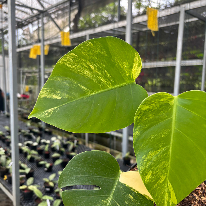 FS35-3 Monstera Marmorata Variegated