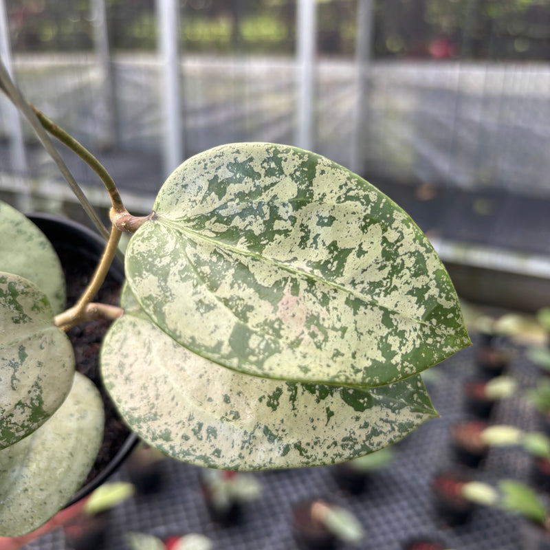 FS37-3 Hoya Parasitica Silver Heart