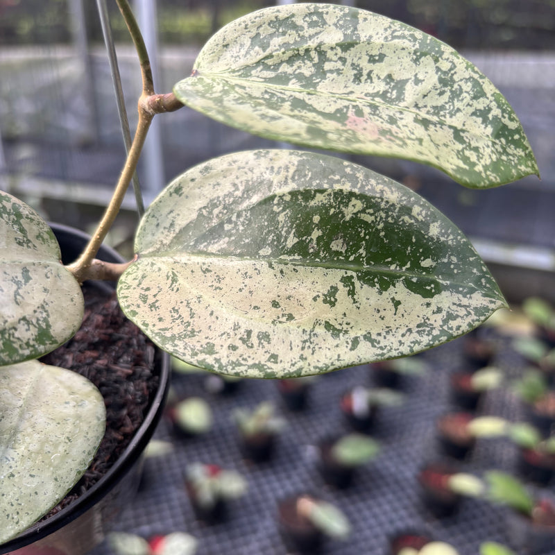 FS37-3 Hoya Parasitica Silver Heart