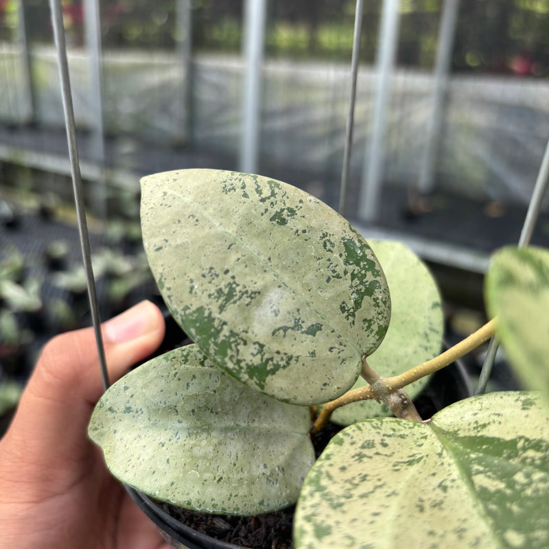 FS37-3 Hoya Parasitica Silver Heart