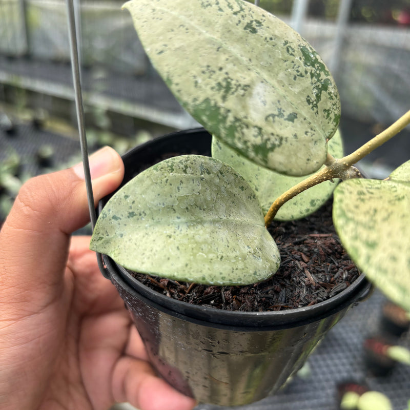 FS37-3 Hoya Parasitica Silver Heart